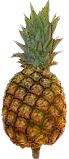 Bio-Ananas aus Togo
