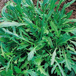 Bio-Rucola-Samen Rucola selvatica von Bobby-Seeds