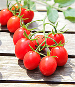 Datteltomate Romello ideale Anfnger-Tomate