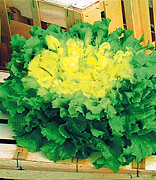 Endiviensalat-Samen Variegata di Lusia