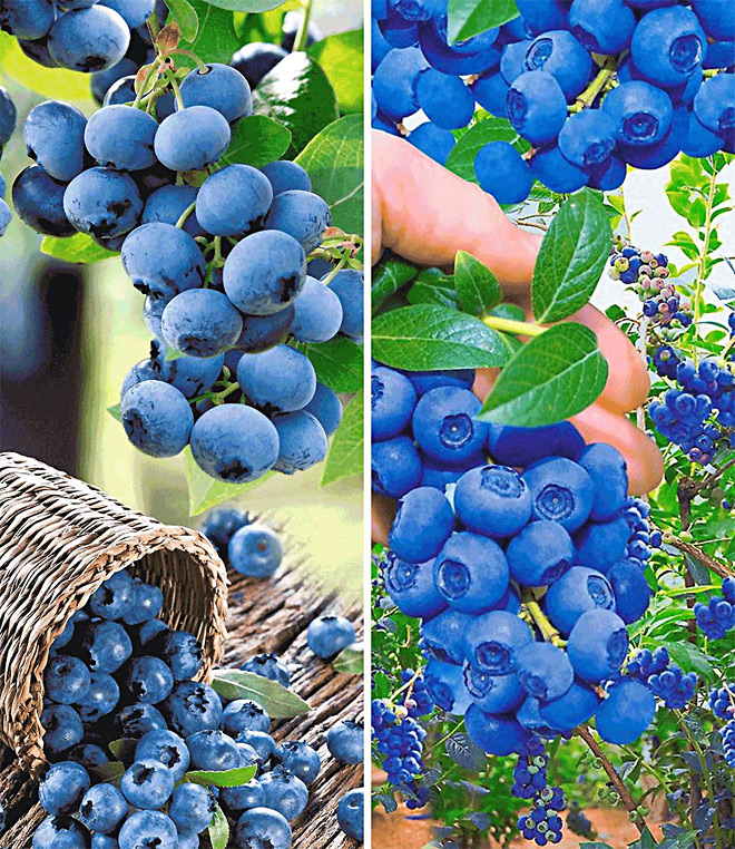 Heidelbeeren-Sortiment (Pflanzen) - Trauben-Heidelbeere und Heidelbeere Hortblue