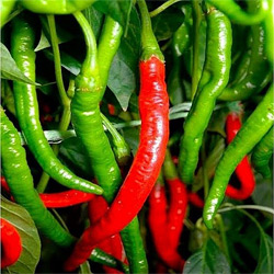 Peperoni-Samen Sorte Fireflame