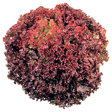 Pfl�cksalat Lollo Rossa Saatgut