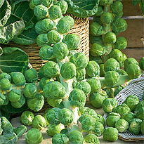 Rosenkohl-Samen Sorte: Hilds Ideal
