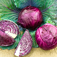 Rotkohl-Samen Sorte: Integro F1