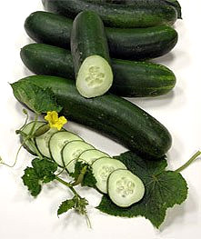 Salatgurke Chinese Slangen Saatgut f�r die eigene Ernte