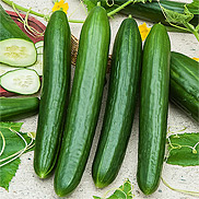 Veredelte Salatgurke (Pflanzen) Sorte: Ph�nix