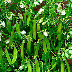 Zuckerschoten (Samen) Fr die Ernte im eigenen Garten oder auf dem Balkon