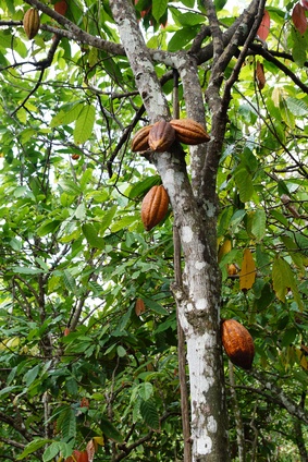 Kakaobaum mit Frchten