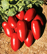 Eier-Tomaten (Samen) Sorte: Incas F1