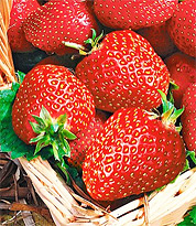 Erdbeeren (Pflanzen) Sorte: Seascape®