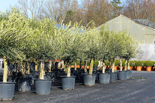 Olivenbäume aus der Baumschule