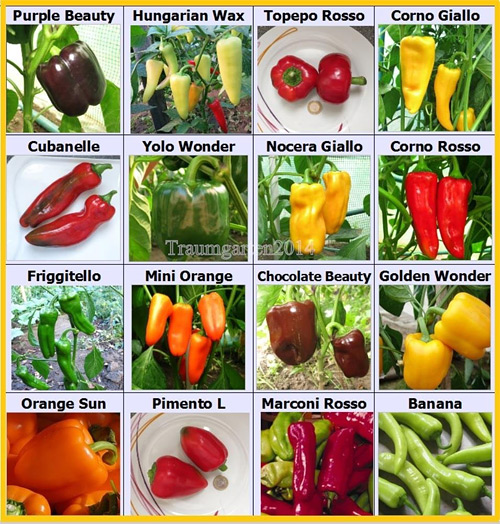 Paprika-Samen ... Saatgut-Set mit 16 verschiedenen Sorten