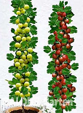 Stachelbeer-Säulen (Pflanzen) rote & gelbe Früchte