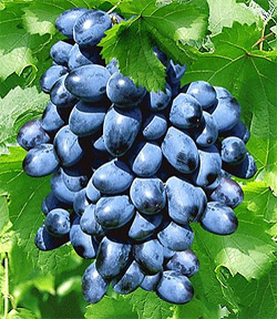 Weinrebe (Pflanzen) Kernlose blaue Tafel-Traube Sorte: Venus®