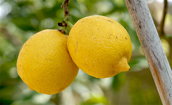 Zitronen in der Toskana